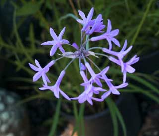 A Holistic Philosophy represented in a Flower